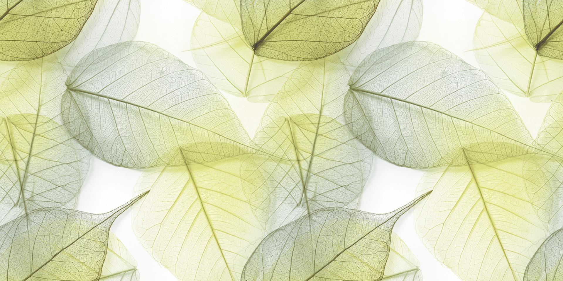 DR Autumn Green Leaf Wallpaper