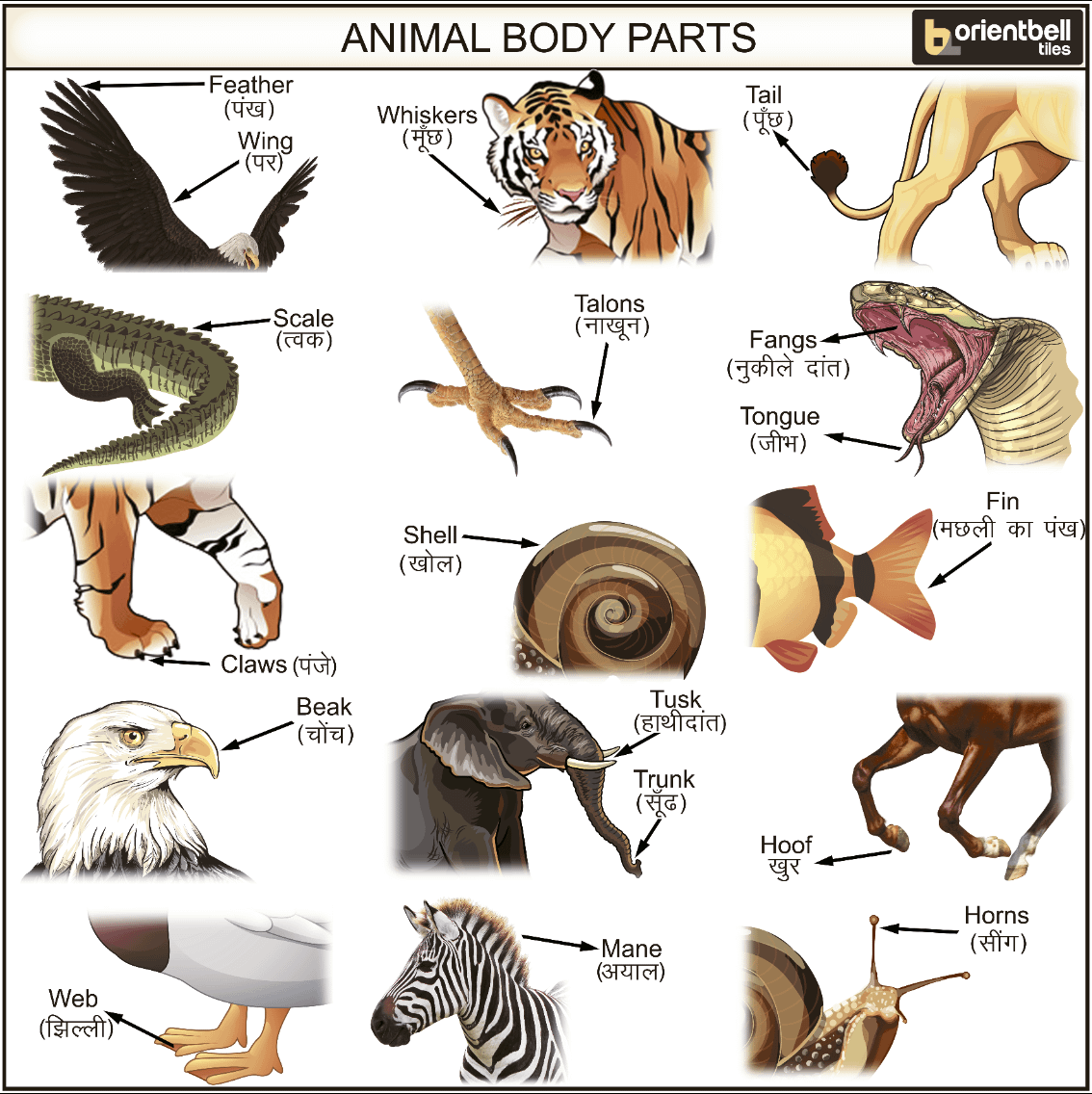 Buy Animal Body Parts Wall Tiles Online | Orientbell Tiles